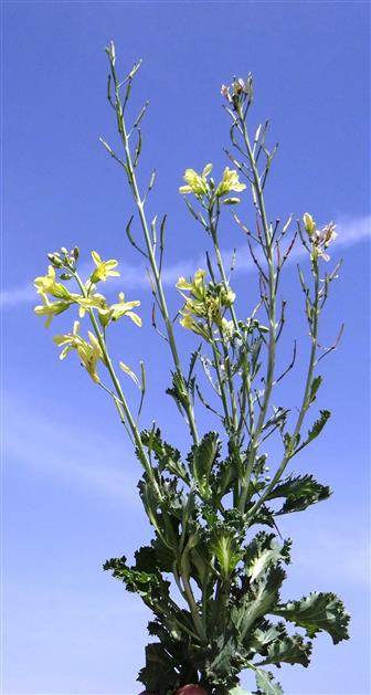 Brassica oleracea var.capitata